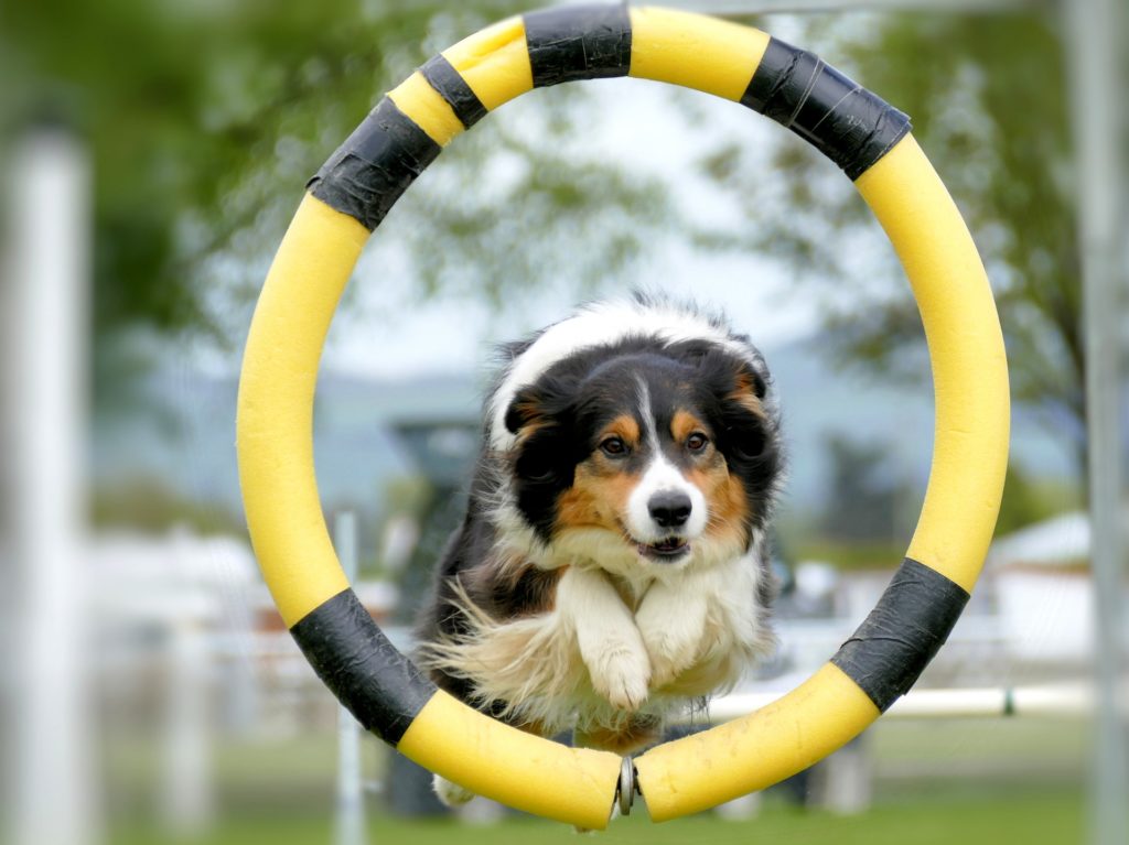 Border Collie Agility