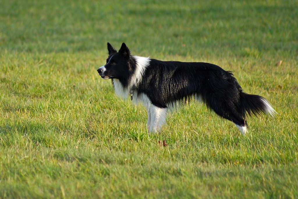 Border Collie beim Hüten